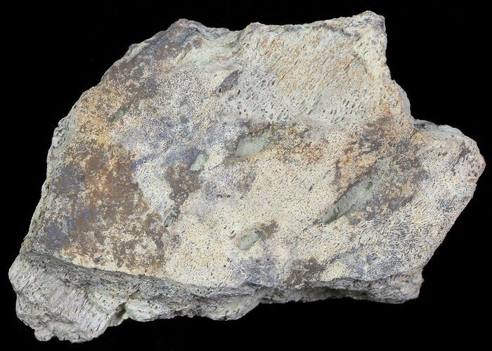 Triceratops Frill Shield Section - Montana #71257